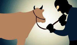 images Sindikat Pencurian Ternak Terjadi di Darul Kamal, Tiga Ekor Lembu Milik Warga Diracun