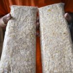 Budaya Tempe Diajukan Sebagai Warisan Budaya Tak Benda UNESCO