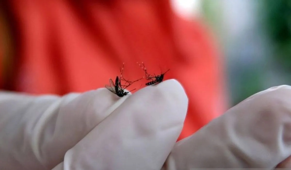 Perbedaan Nyamuk Aedes Aegypti dan Aedes Albopictus Penyebab DBD