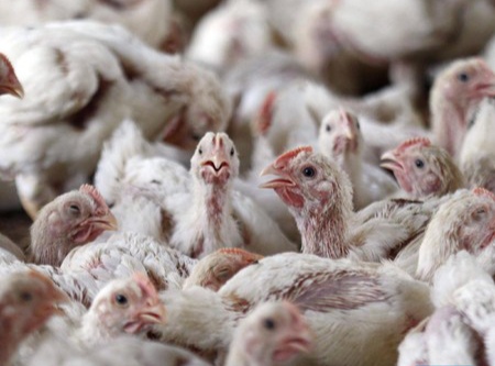 Peternak Ayam Terpuruk, Harga Jual Ayam Hidup Melambung Tinggi