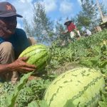 Manfaat Nutrisi untuk Kesehatan dan Efek Samping Konsumsi Buah Semangka