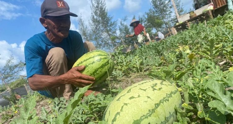 Manfaat Nutrisi untuk Kesehatan dan Efek Samping Konsumsi Buah Semangka