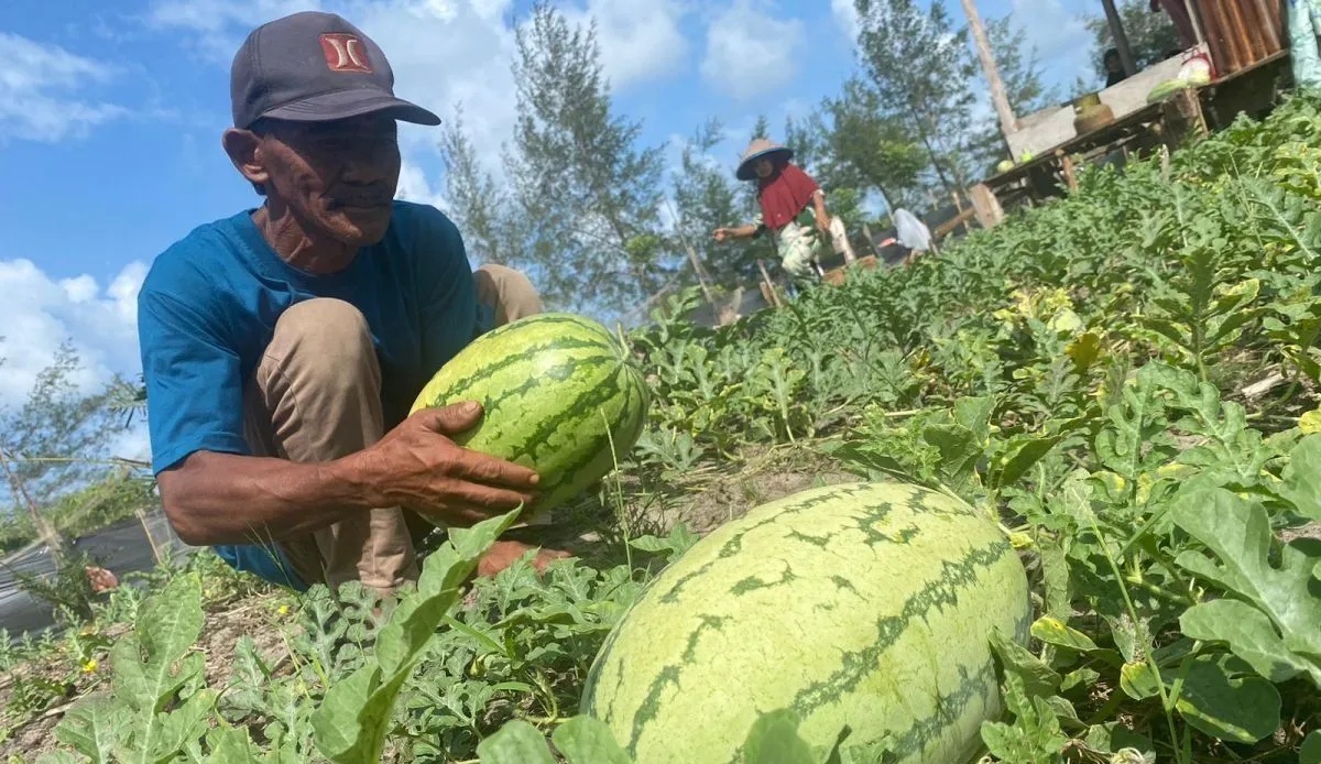 Manfaat Nutrisi untuk Kesehatan dan Efek Samping Konsumsi Buah Semangka