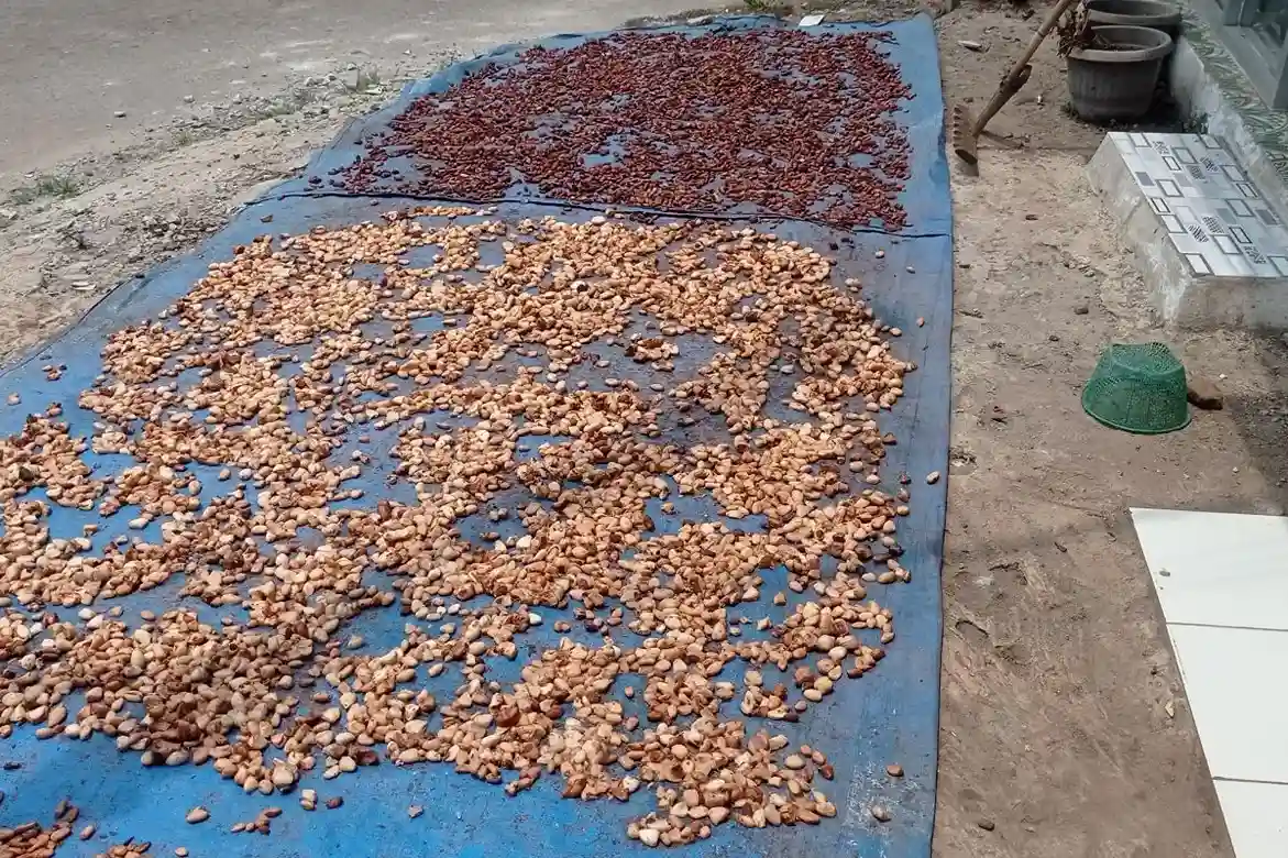 Harga Kakao Kering di Lebak Naik Hingga Rp110 Ribu per Kilogram